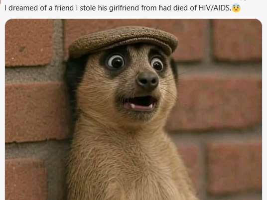 Meerkat meme 11