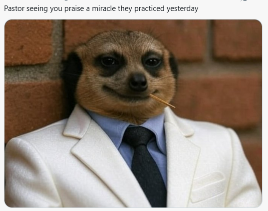 Meerkat meme 12