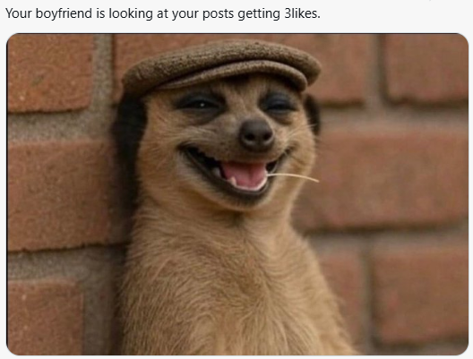 Meerkat meme 14