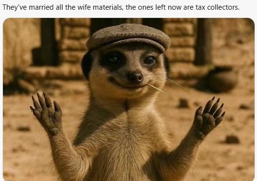 Meerkat meme 18