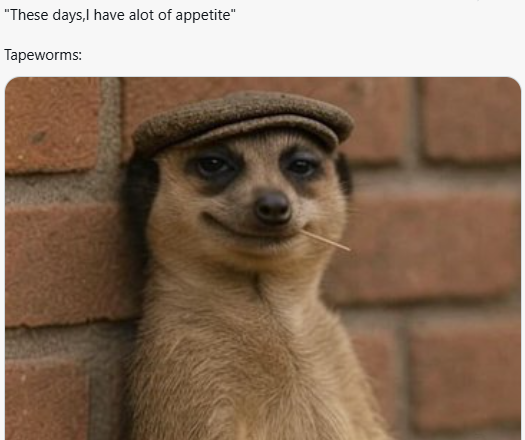 Meerkat meme 19