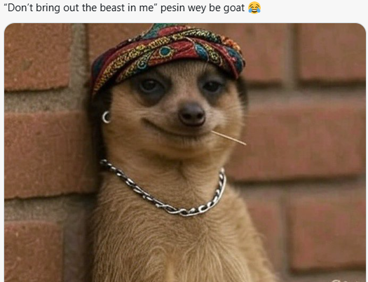 Meerkat meme 20