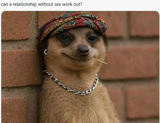 Meerkat meme 21