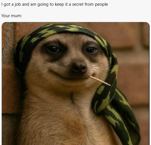 Meerkat meme 24