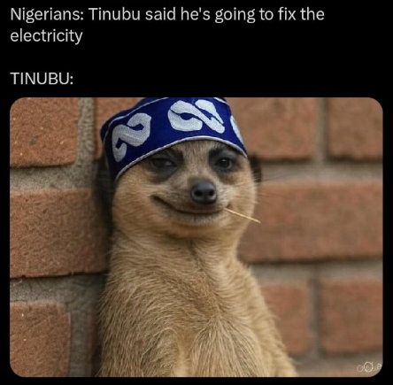 Meerkat meme 25