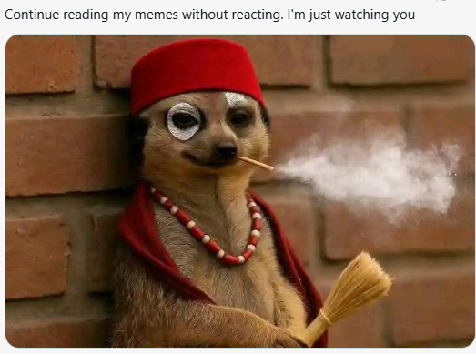 Meerkat meme 7