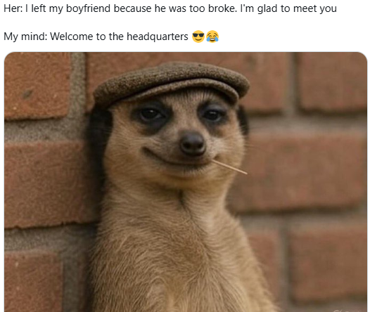 Meerkat meme 8