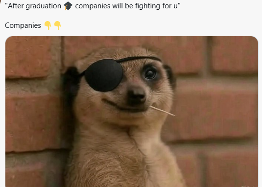 Meerkat meme 9